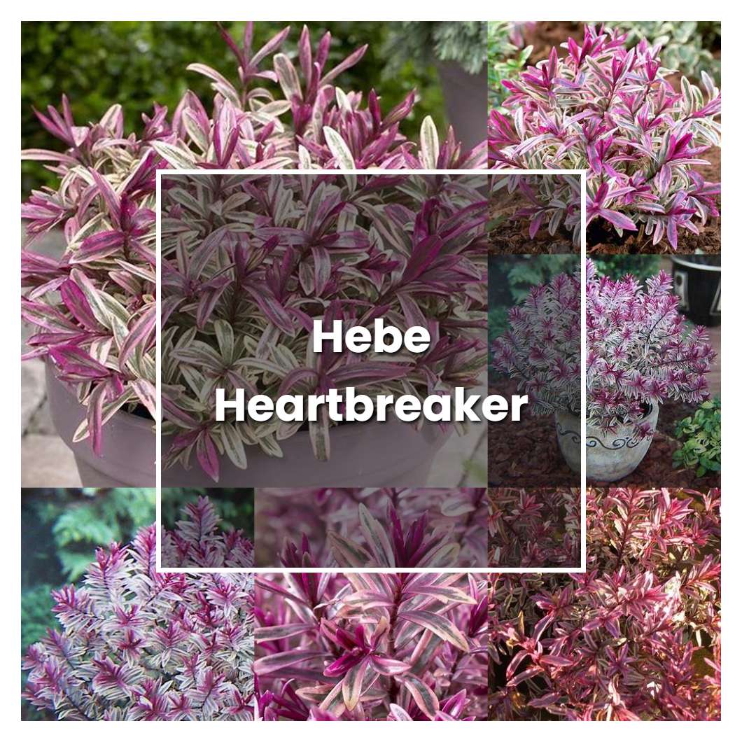 How to Grow Hebe Heartbreaker - Plant Care & Tips