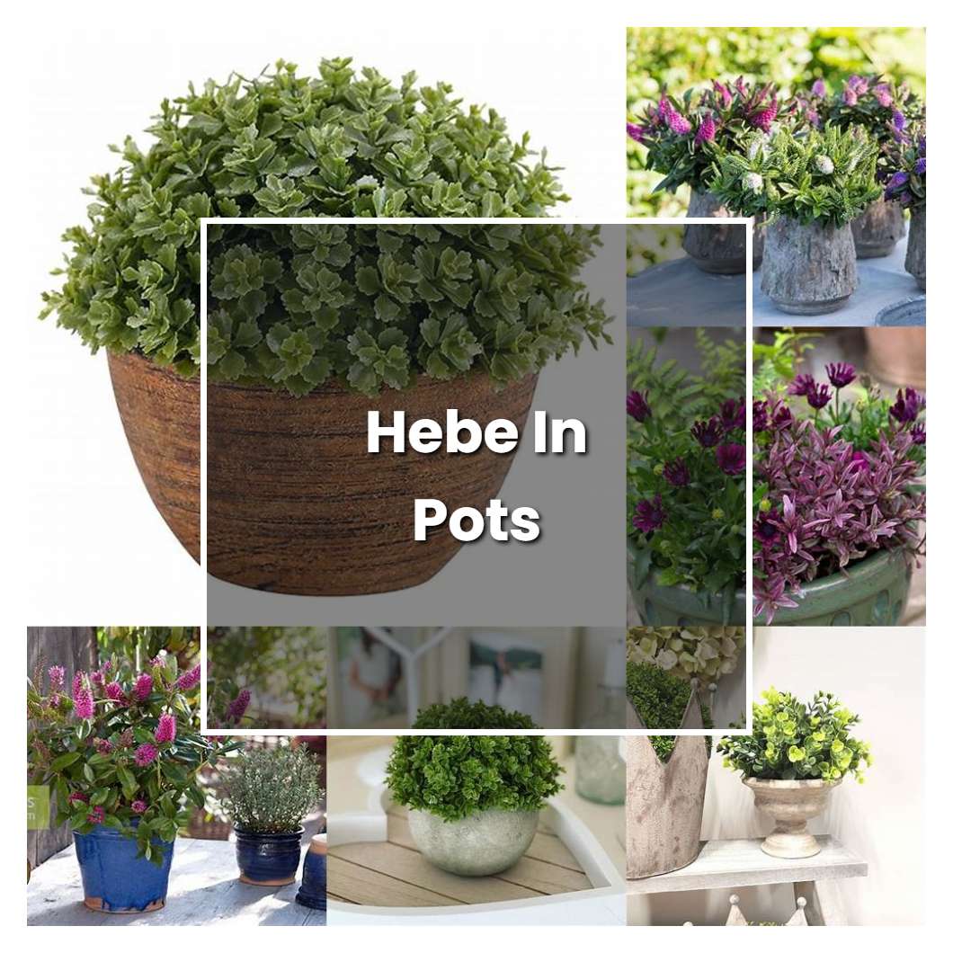 How to Grow Hebe In Pots - Plant Care & Tips