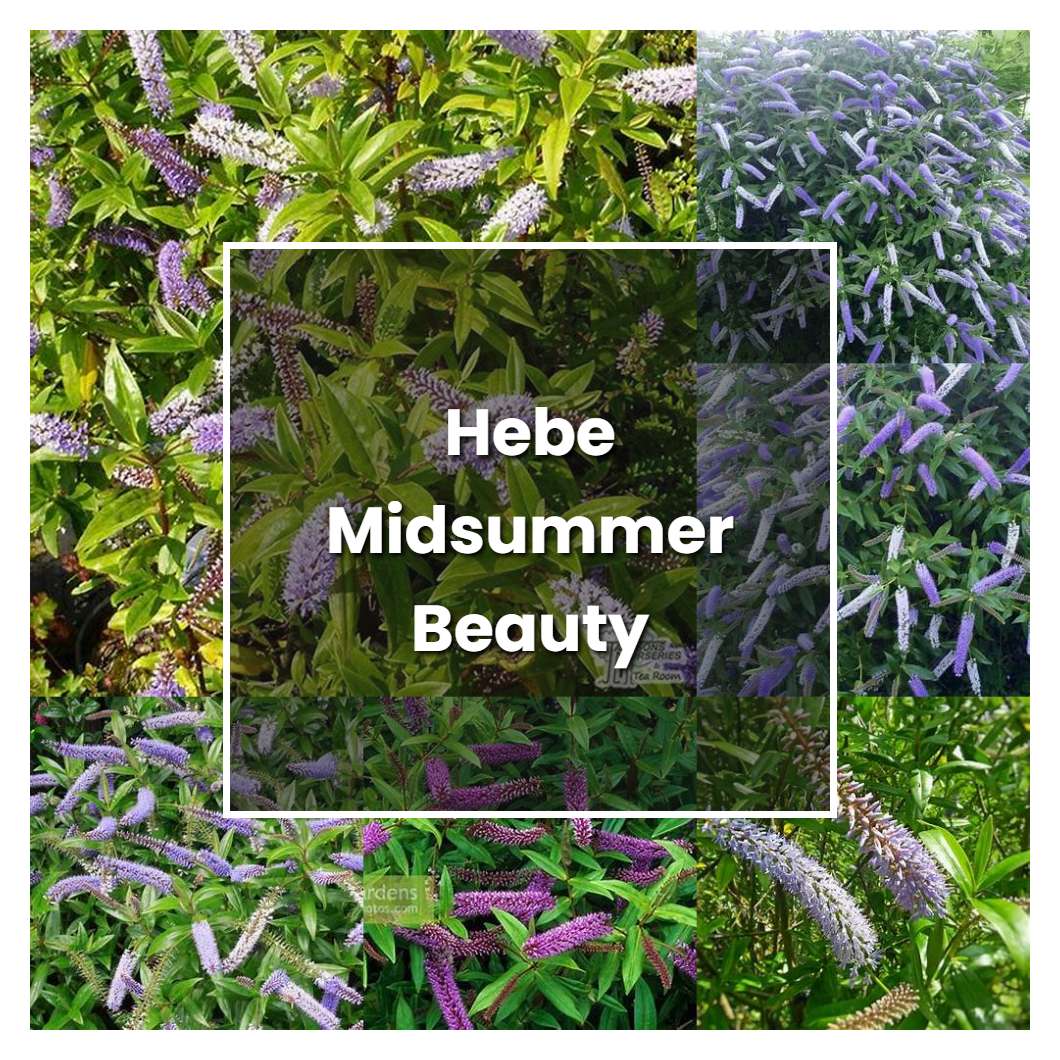 How to Grow Hebe Midsummer Beauty - Plant Care & Tips