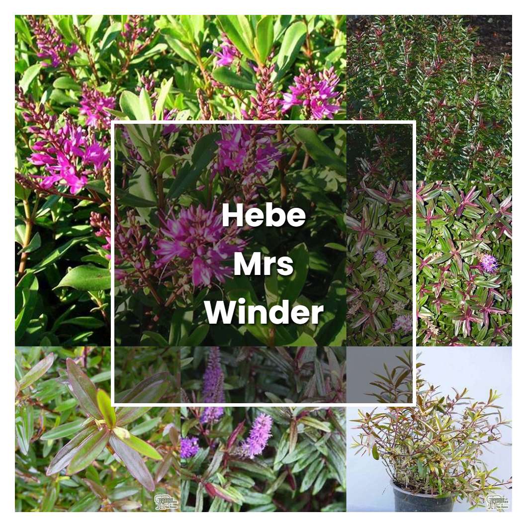 How to Grow Hebe Mrs Winder - Plant Care & Tips