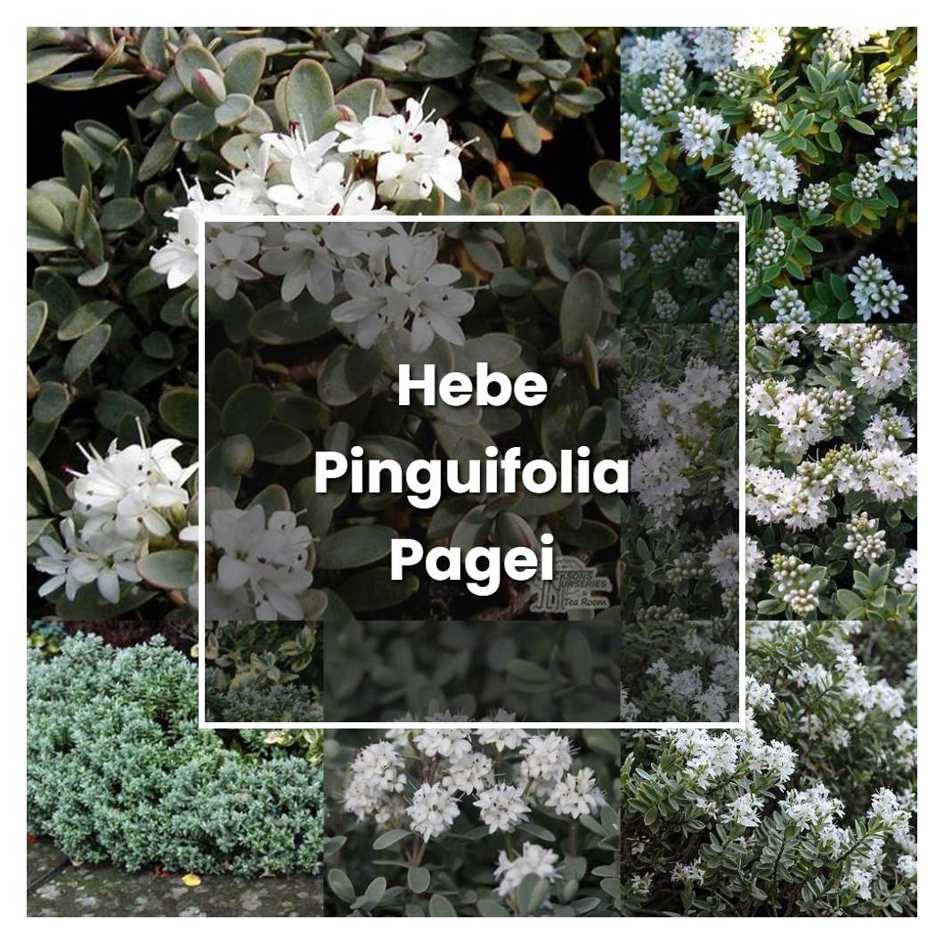 How to Grow Hebe Pinguifolia Pagei - Plant Care & Tips