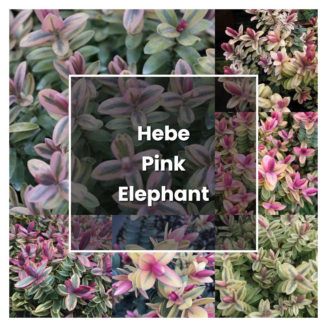 How to Grow Hebe Pink Elephant - Plant Care & Tips