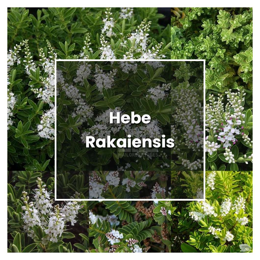 How to Grow Hebe Rakaiensis - Plant Care & Tips