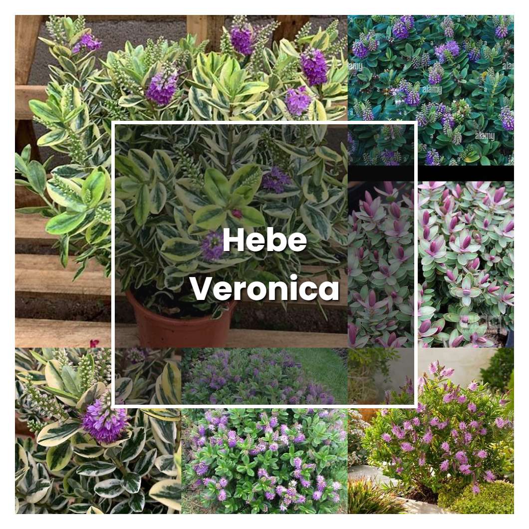 How to Grow Hebe Veronica - Plant Care & Tips