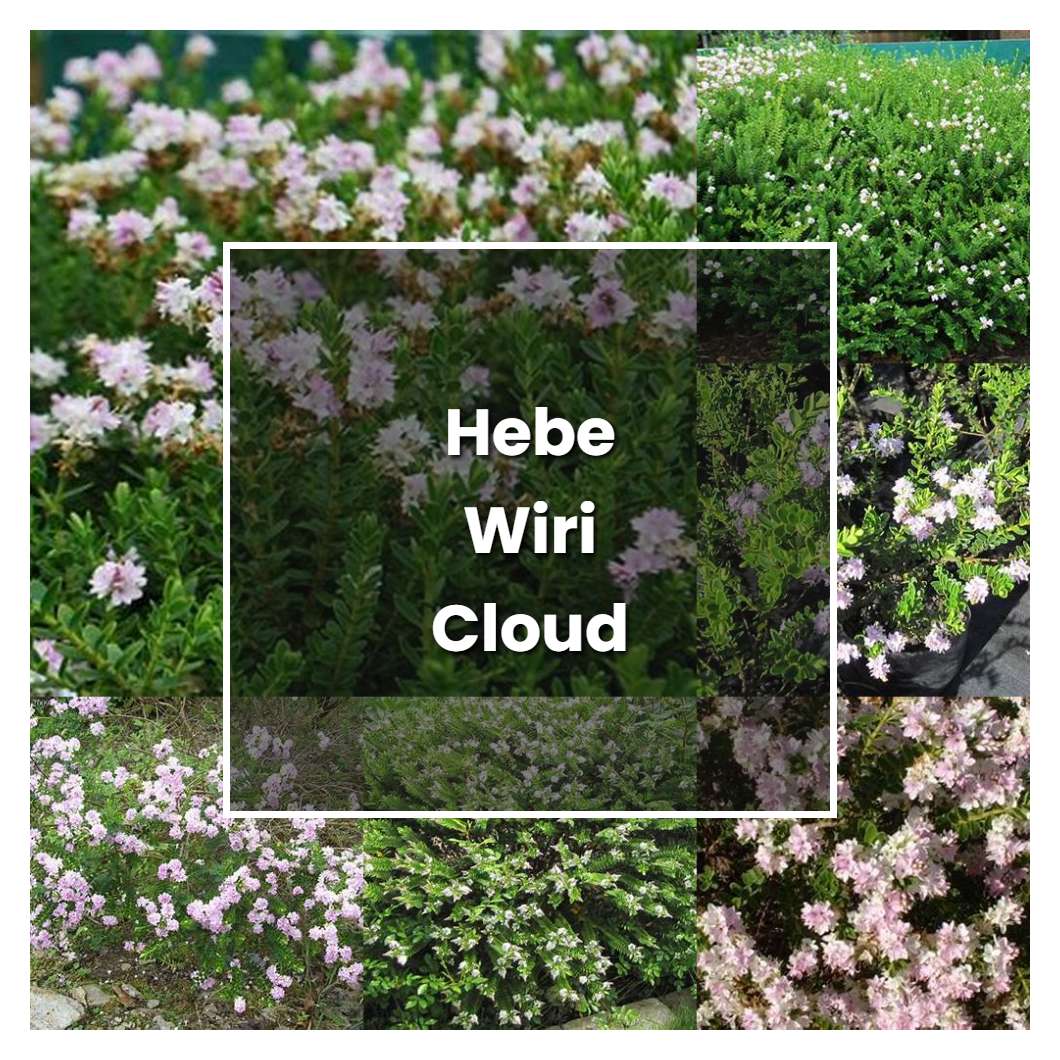 How to Grow Hebe Wiri Cloud - Plant Care & Tips