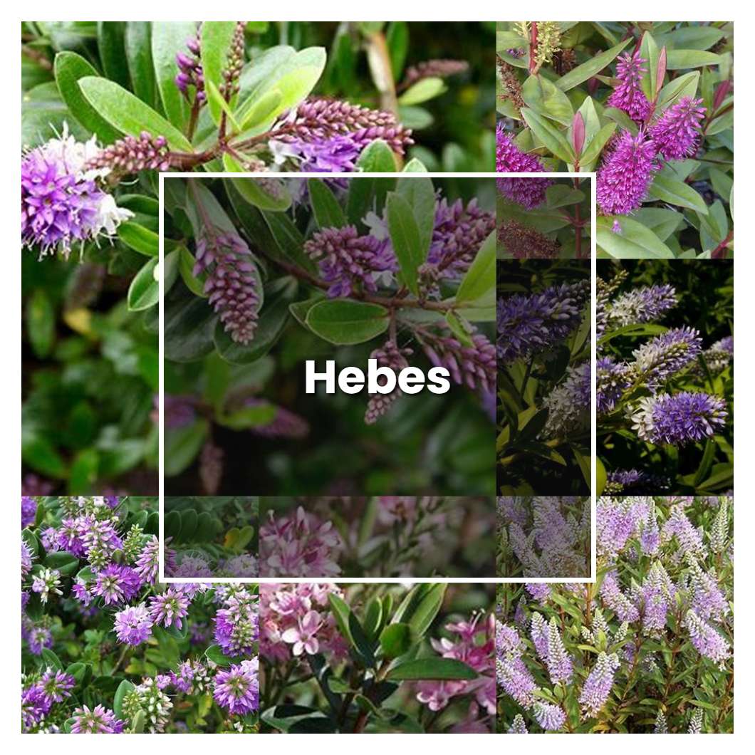 How to Grow Hebes - Plant Care & Tips