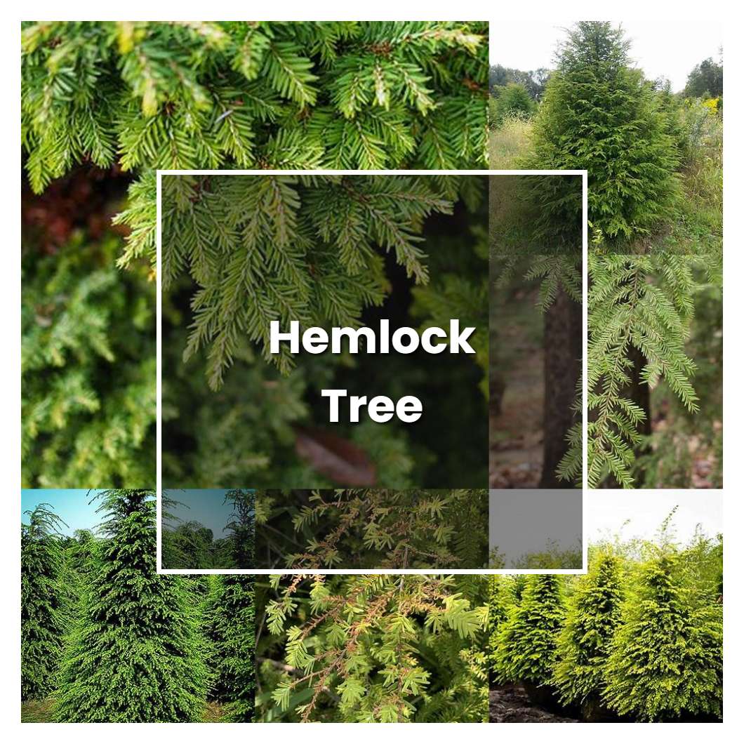 How to Grow Hemlock Tree - Plant Care & Tips