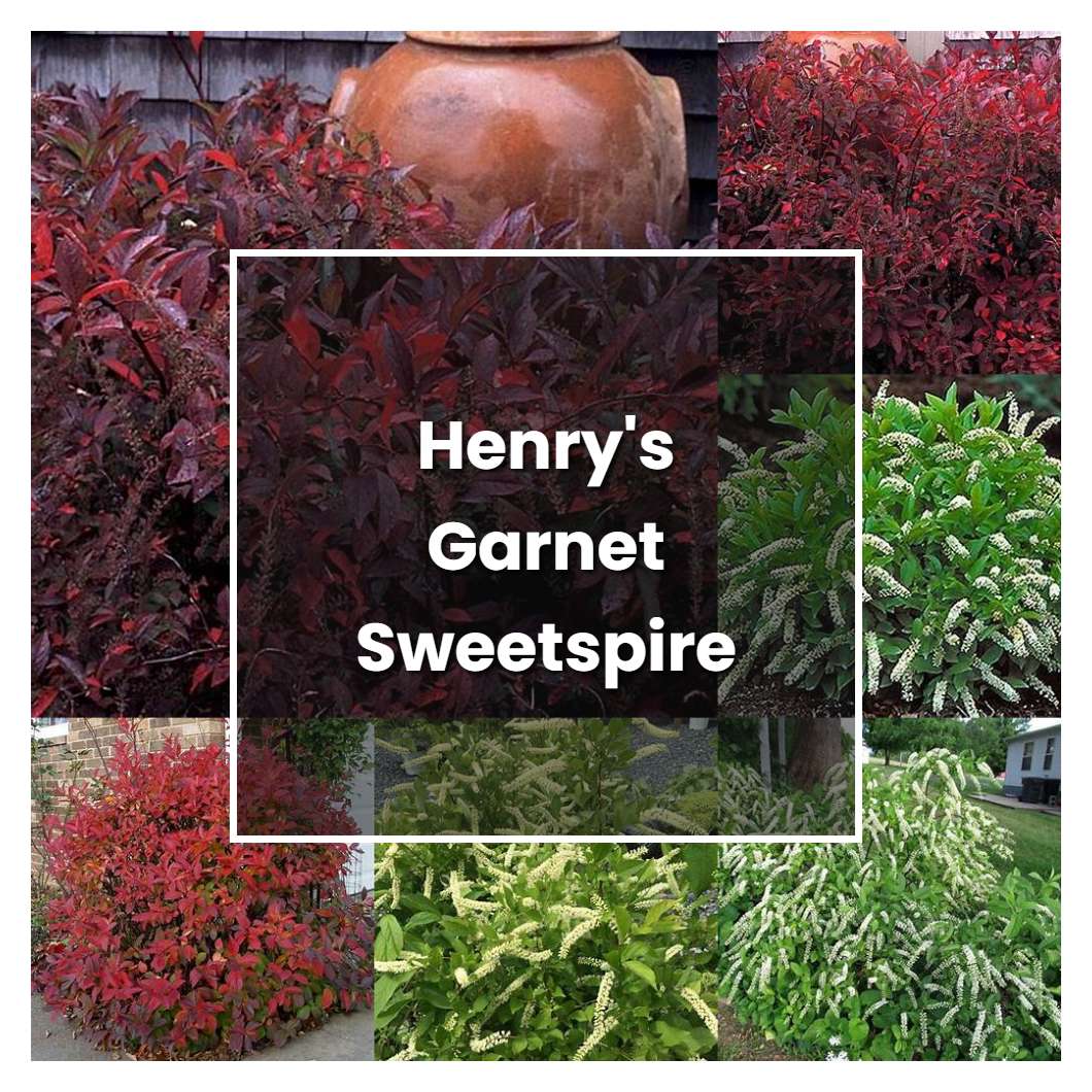 How to Grow Henry's Garnet Sweetspire - Plant Care & Tips