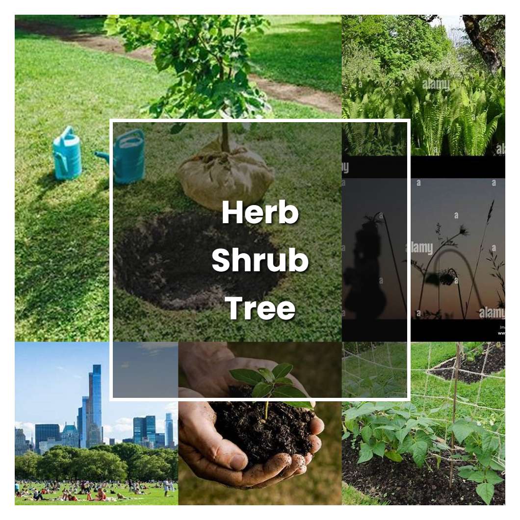How to Grow Herb Shrub Tree - Plant Care & Tips
