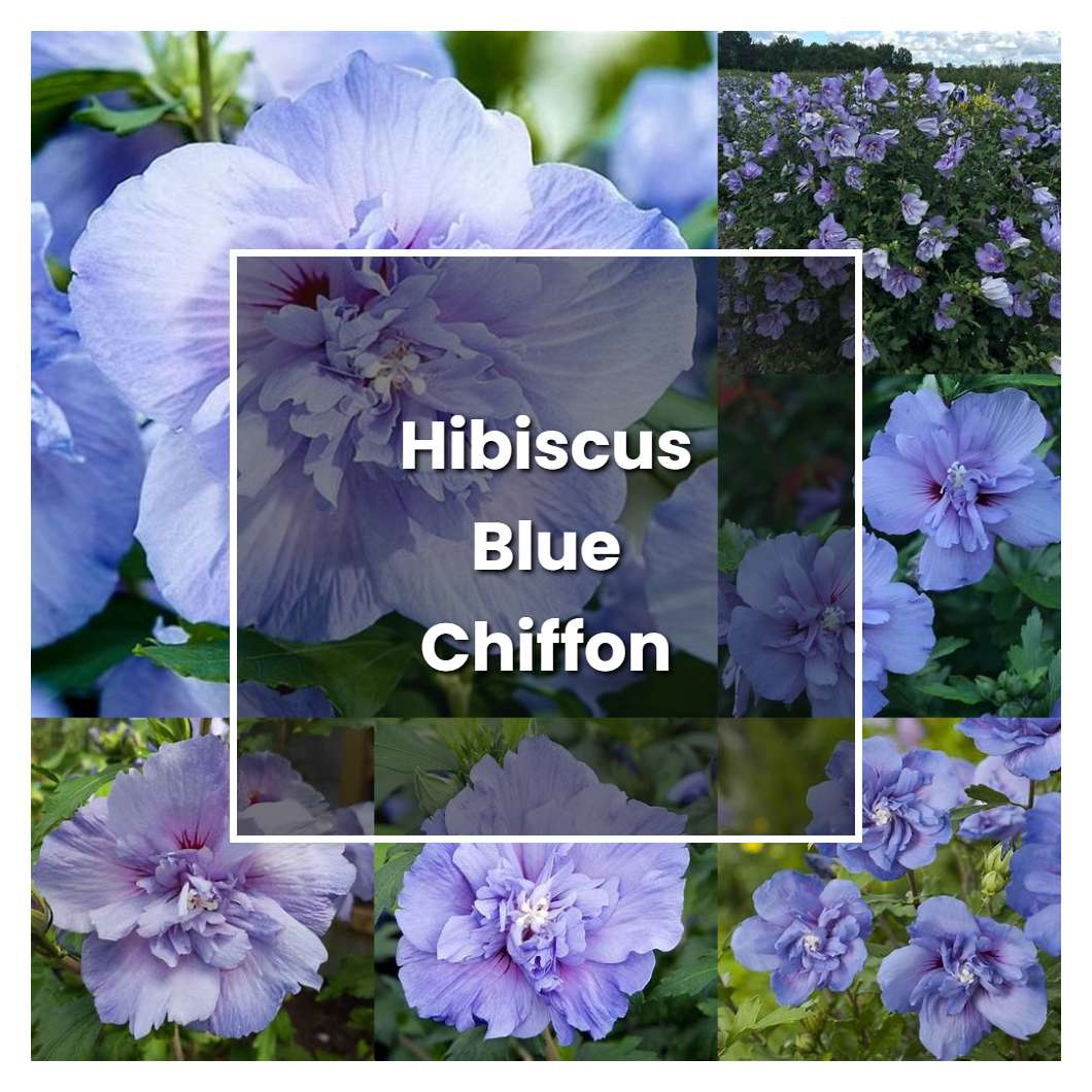 How to Grow Hibiscus Blue Chiffon - Plant Care & Tips
