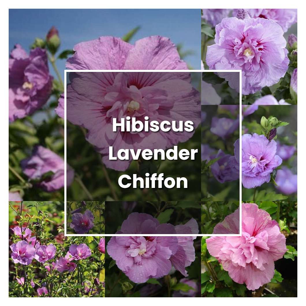 How to Grow Hibiscus Lavender Chiffon - Plant Care & Tips