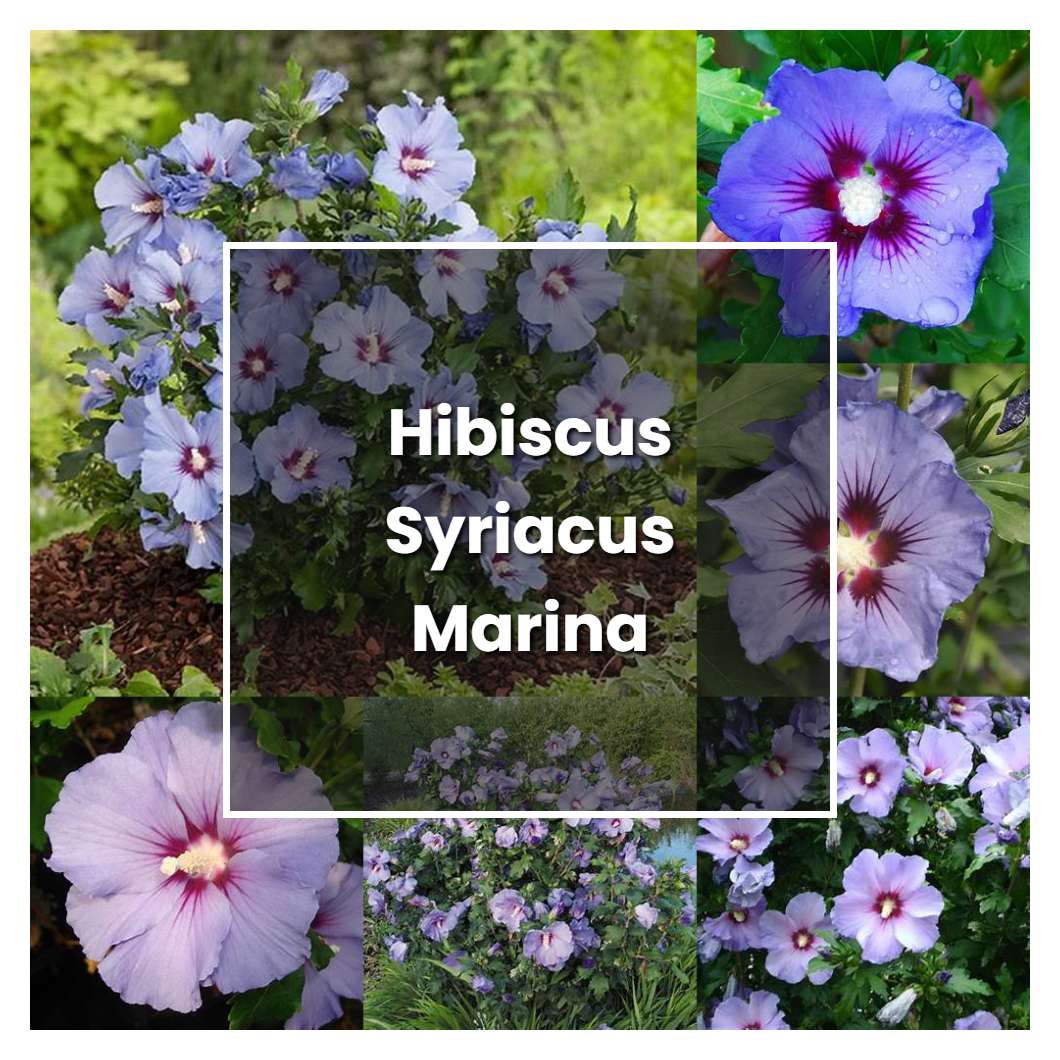 How to Grow Hibiscus Syriacus Marina - Plant Care & Tips