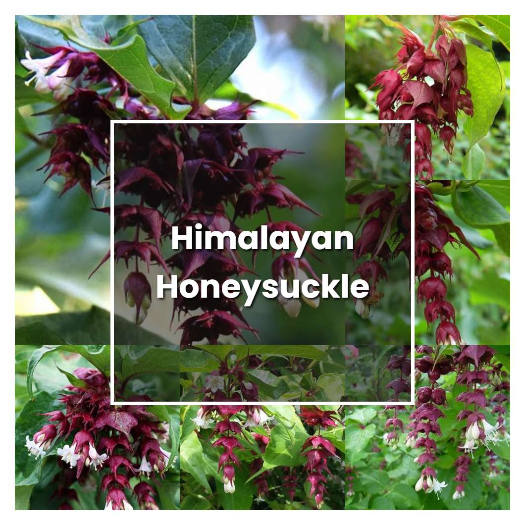 How to Grow Himalayan Honeysuckle - Plant Care & Tips