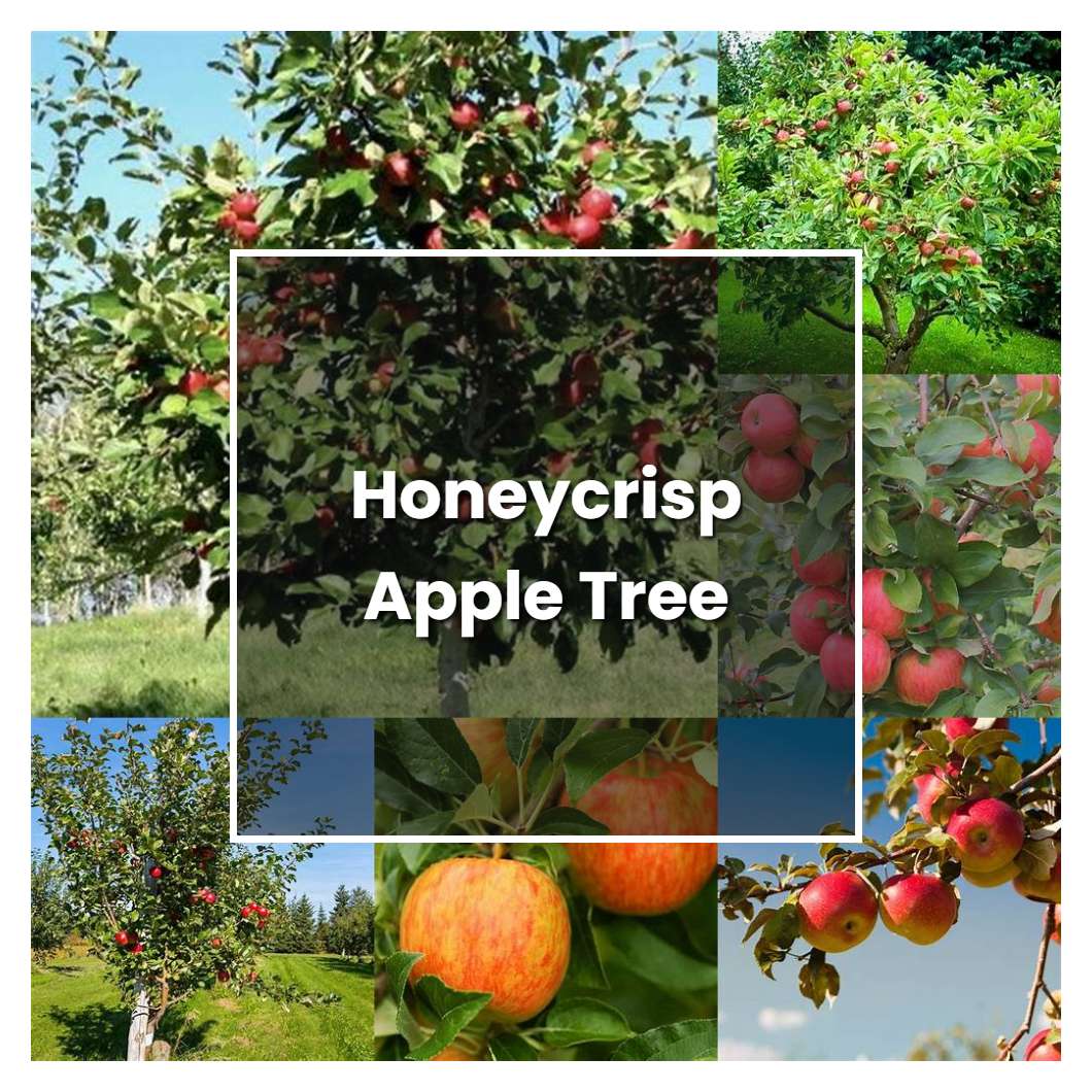 How to Grow Honeycrisp Apple Tree - Plant Care & Tips