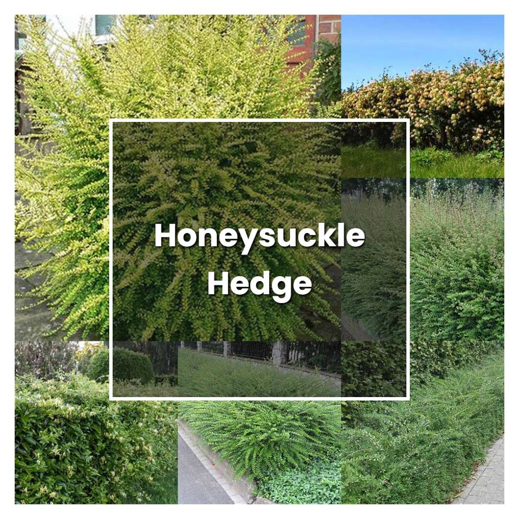 How to Grow Honeysuckle Hedge - Plant Care & Tips