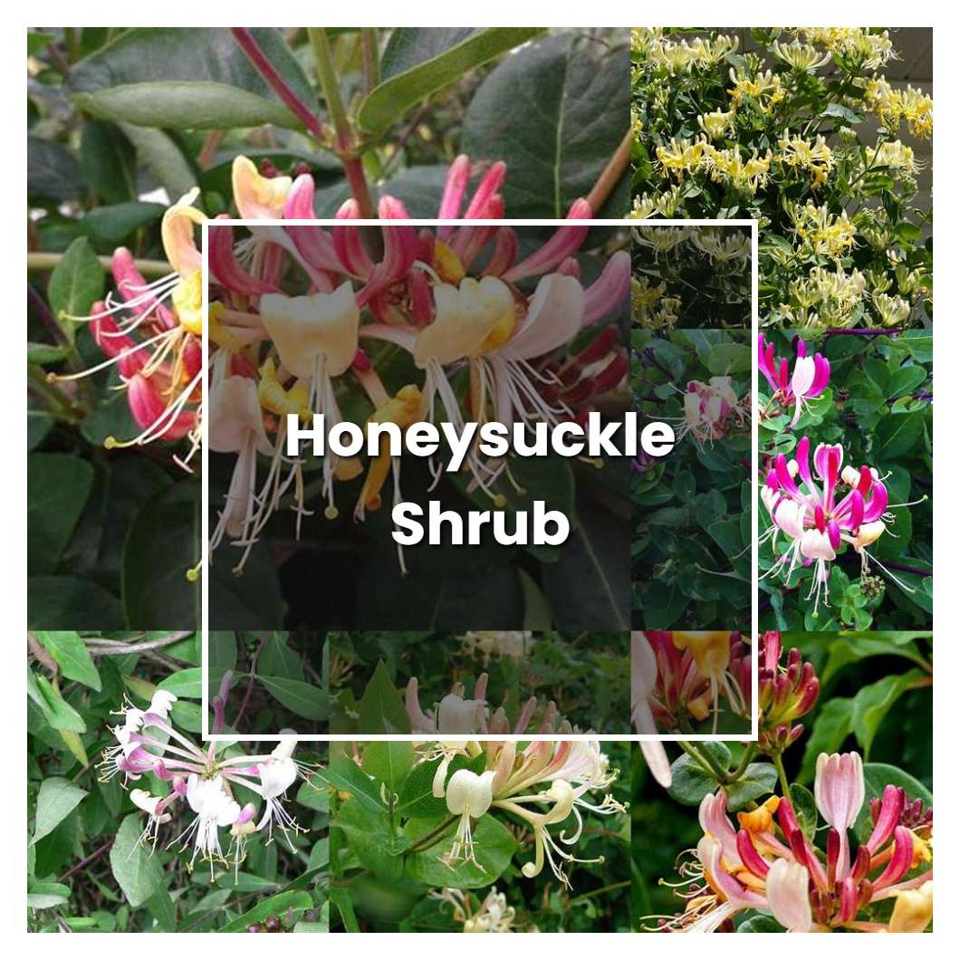How to Grow Honeysuckle Shrub - Plant Care & Tips