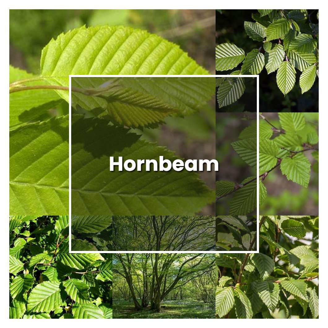 How to Grow Hornbeam - Plant Care & Tips