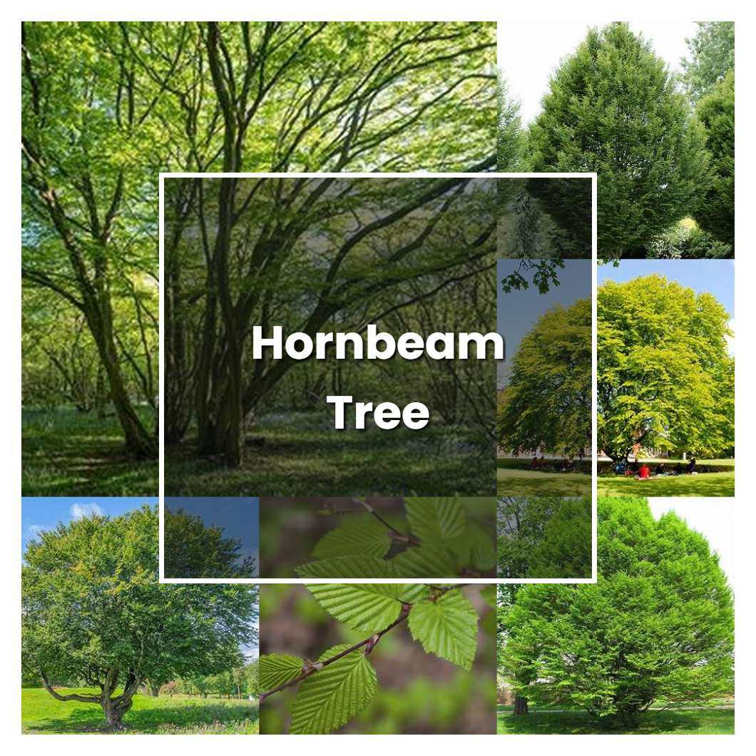 How to Grow Hornbeam Tree - Plant Care & Tips