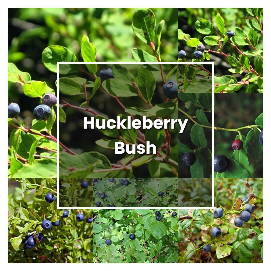 How to Grow Huckleberry Bush - Plant Care & Tips