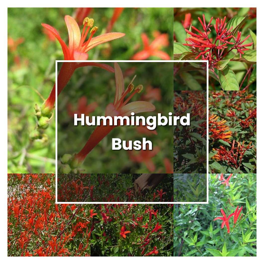 How to Grow Hummingbird Bush - Plant Care & Tips