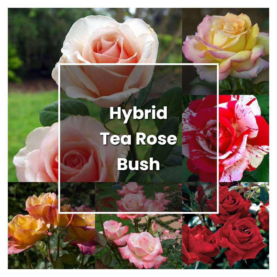 How to Grow Hybrid Tea Rose Bush - Plant Care & Tips