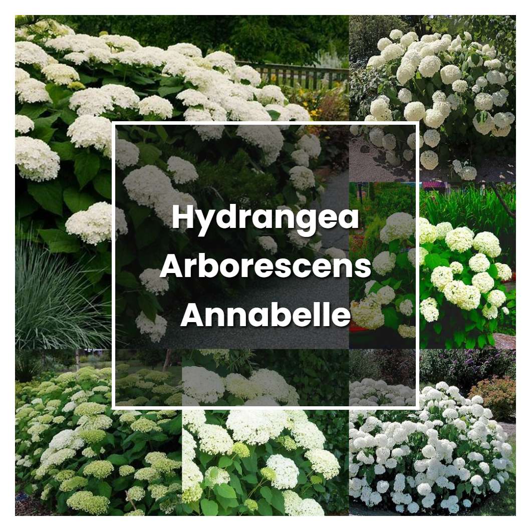 How to Grow Hydrangea Arborescens Annabelle - Plant Care & Tips