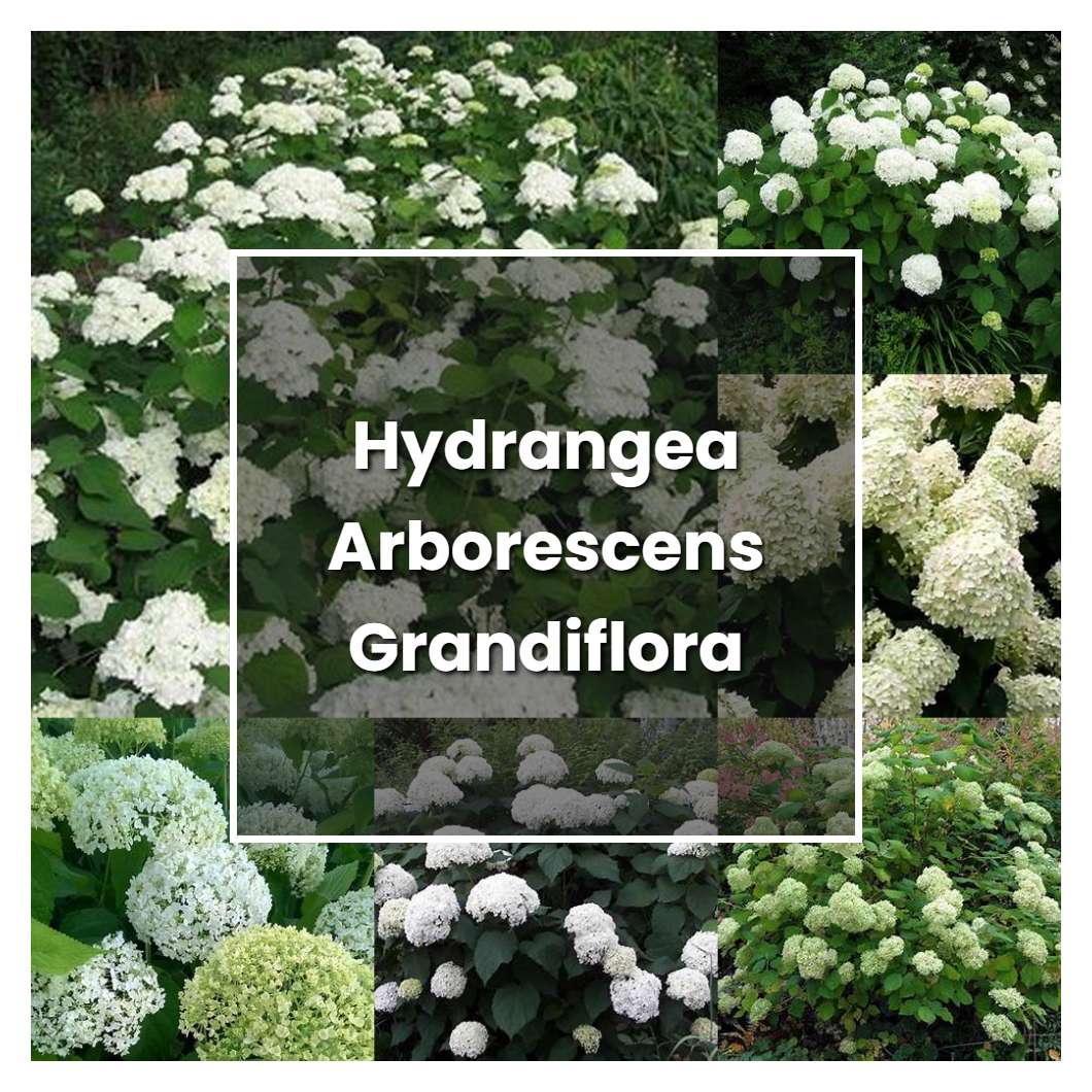 How to Grow Hydrangea Arborescens Grandiflora - Plant Care & Tips