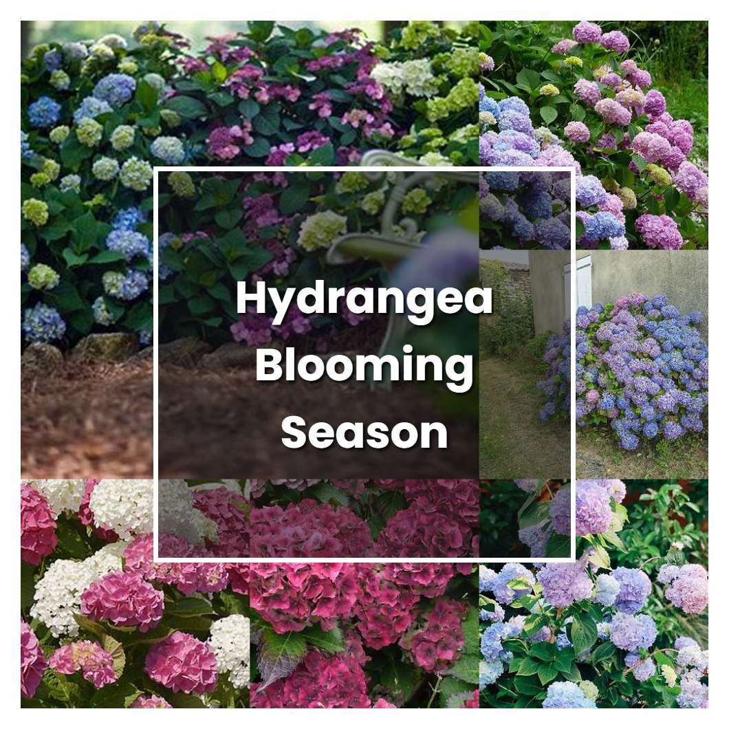 How to Grow Hydrangea Blooming Season - Plant Care & Tips