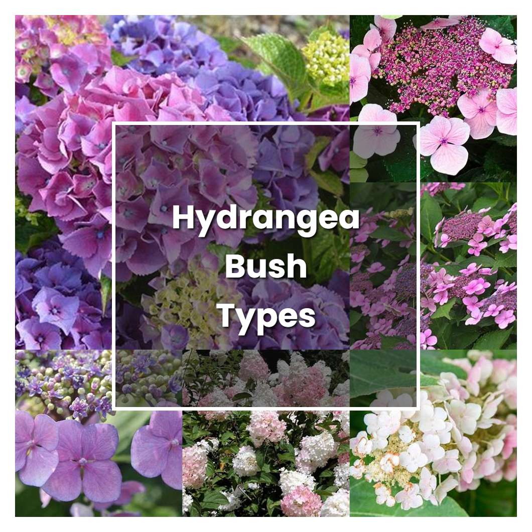 How to Grow Hydrangea Bush Types - Plant Care & Tips
