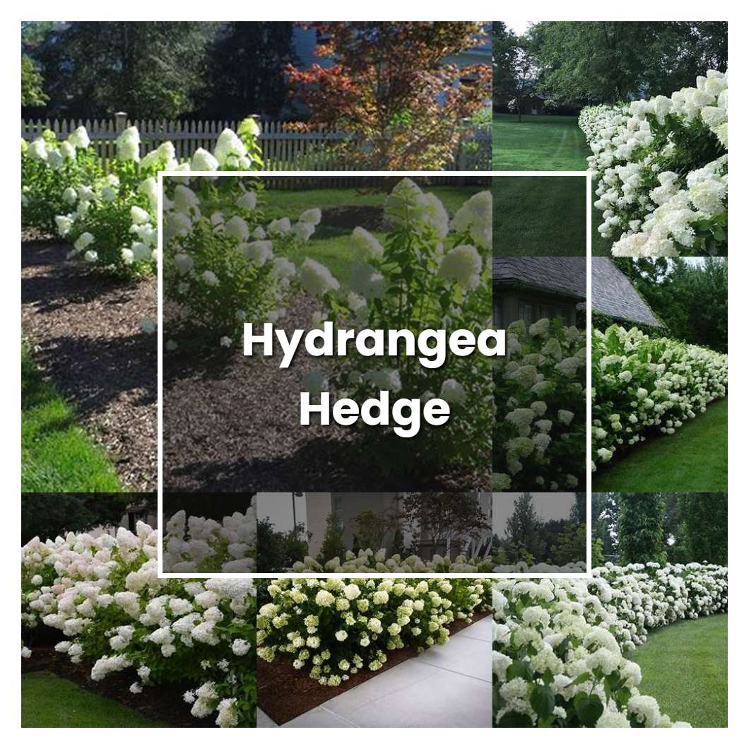 How to Grow Hydrangea Hedge - Plant Care & Tips