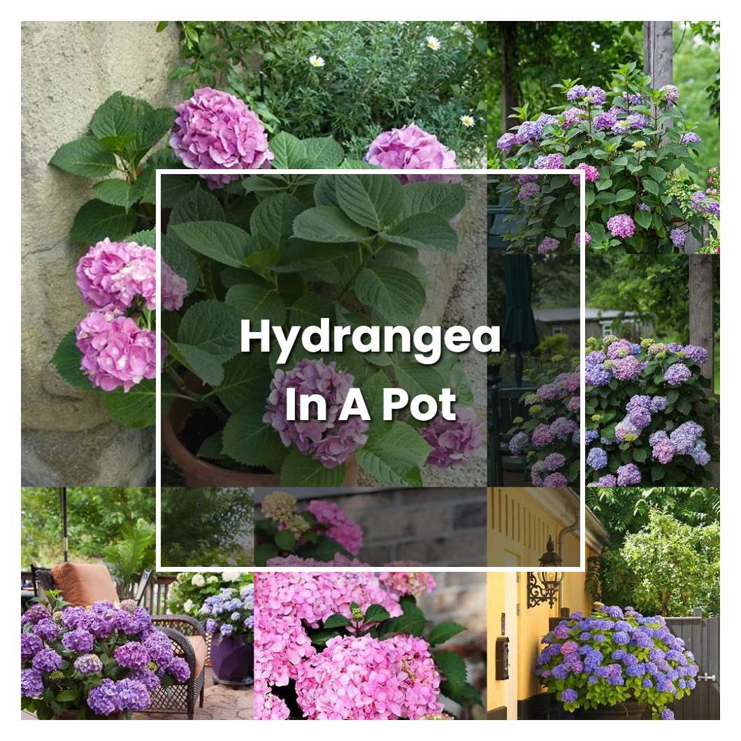 How to Grow Hydrangea In A Pot - Plant Care & Tips | NorwichGardener