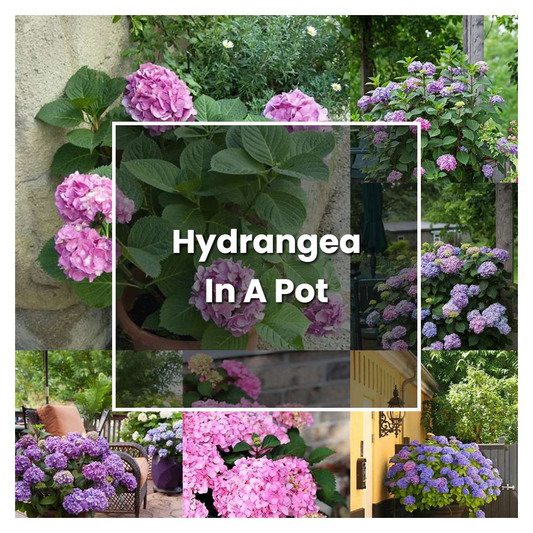 How to Grow Hydrangea In A Pot - Plant Care & Tips