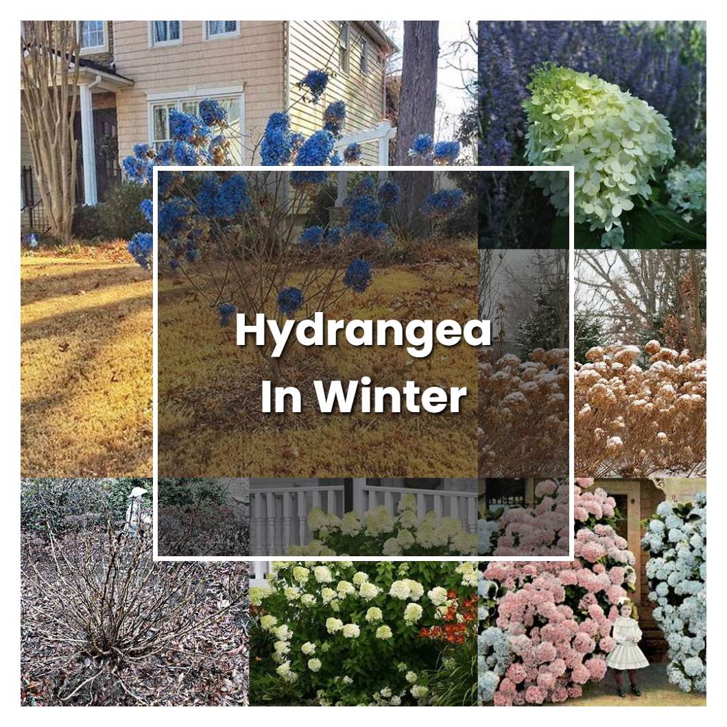 How to Grow Hydrangea In Winter - Plant Care & Tips