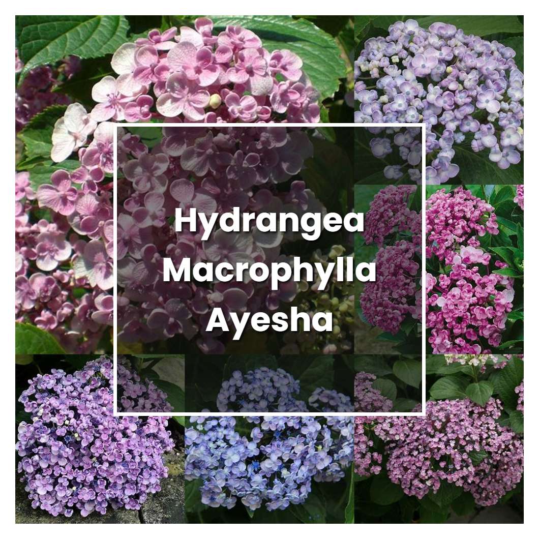 How to Grow Hydrangea Macrophylla Ayesha - Plant Care & Tips