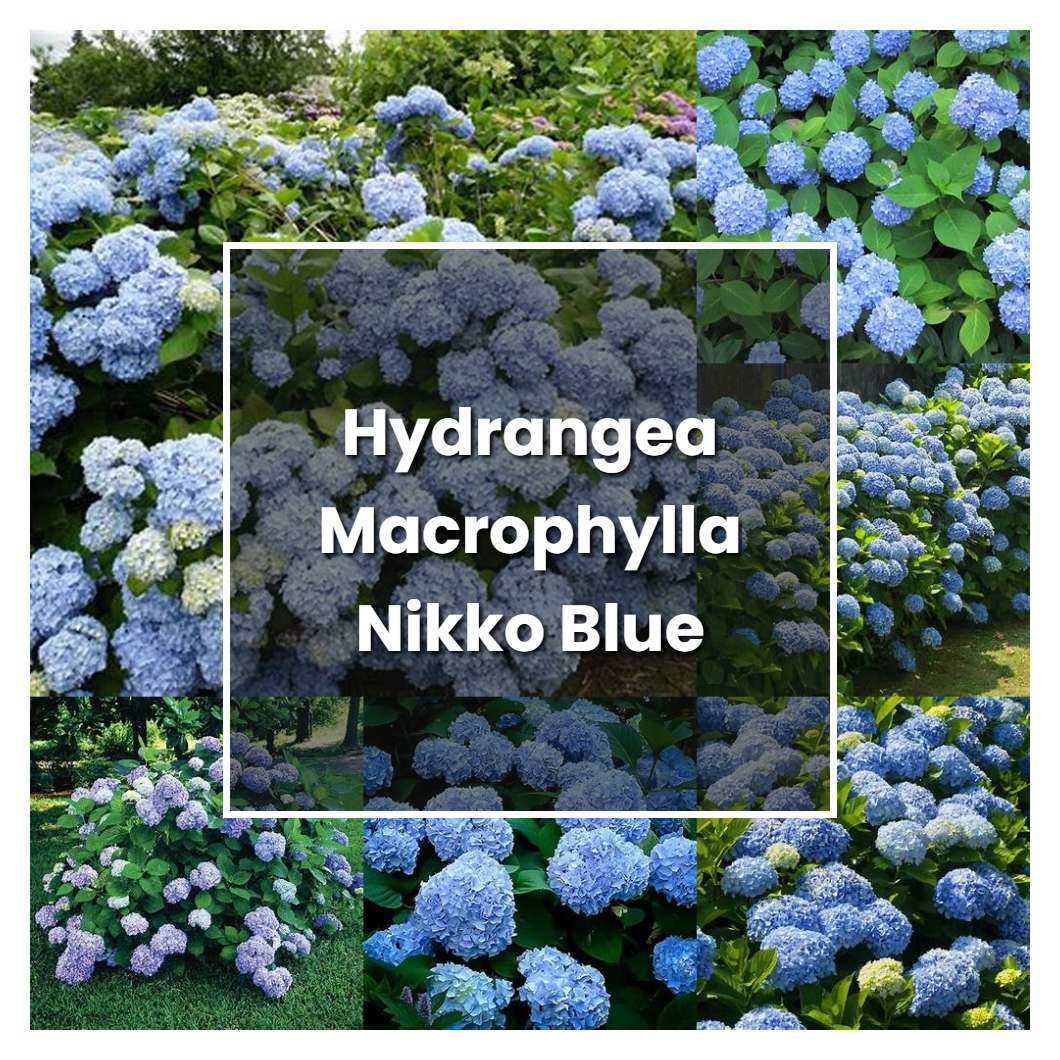 How to Grow Hydrangea Macrophylla Nikko Blue - Plant Care & Tips