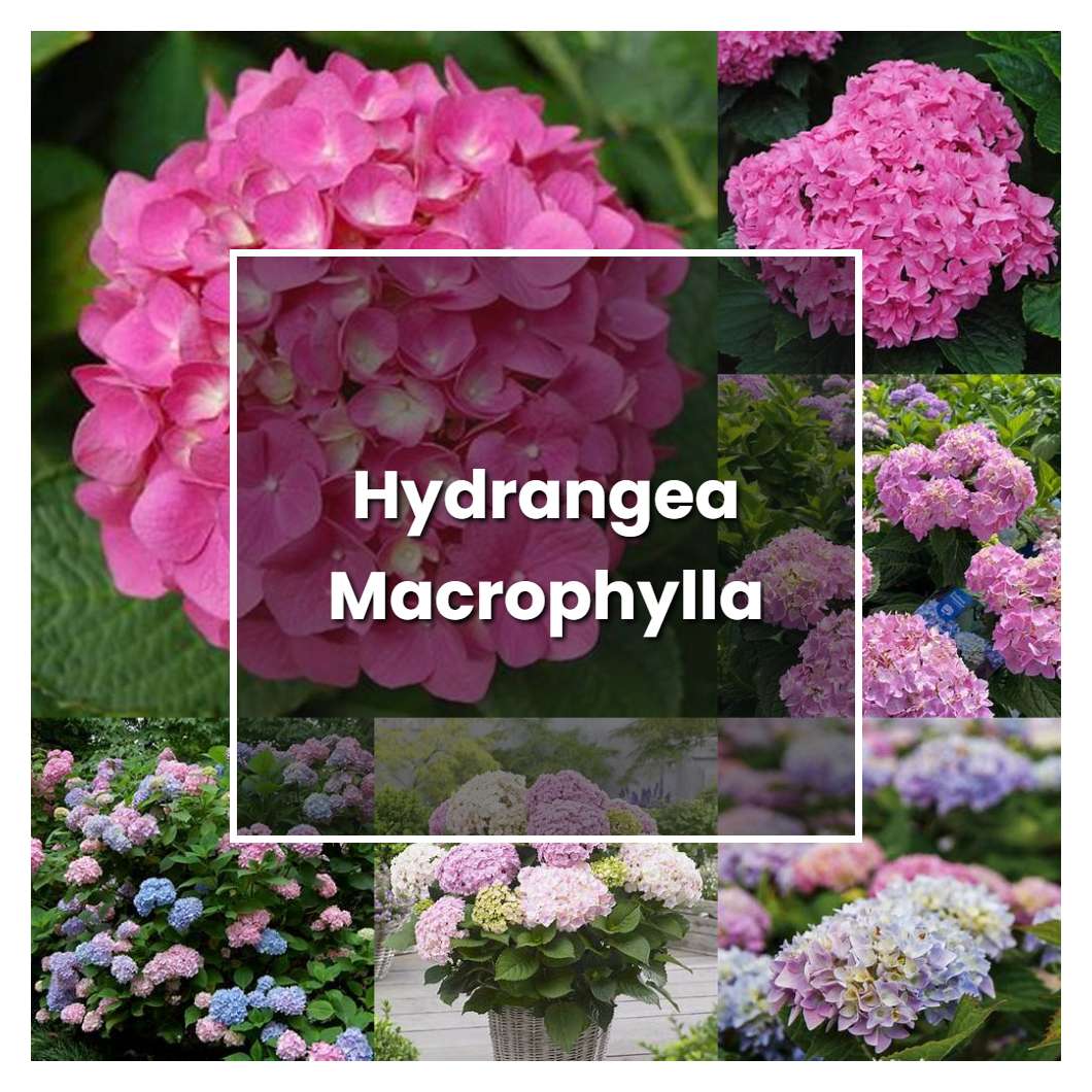 How to Grow Hydrangea Macrophylla - Plant Care & Tips