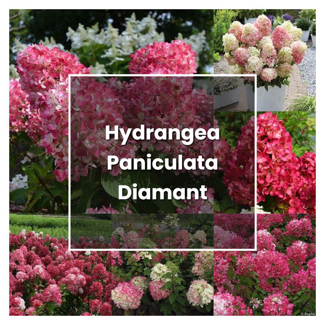 How to Grow Hydrangea Paniculata Diamant Rouge - Plant Care & Tips