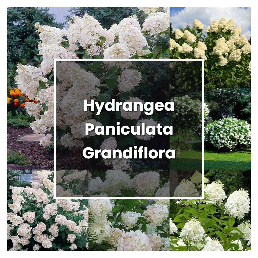 How to Grow Hydrangea Paniculata Grandiflora - Plant Care & Tips