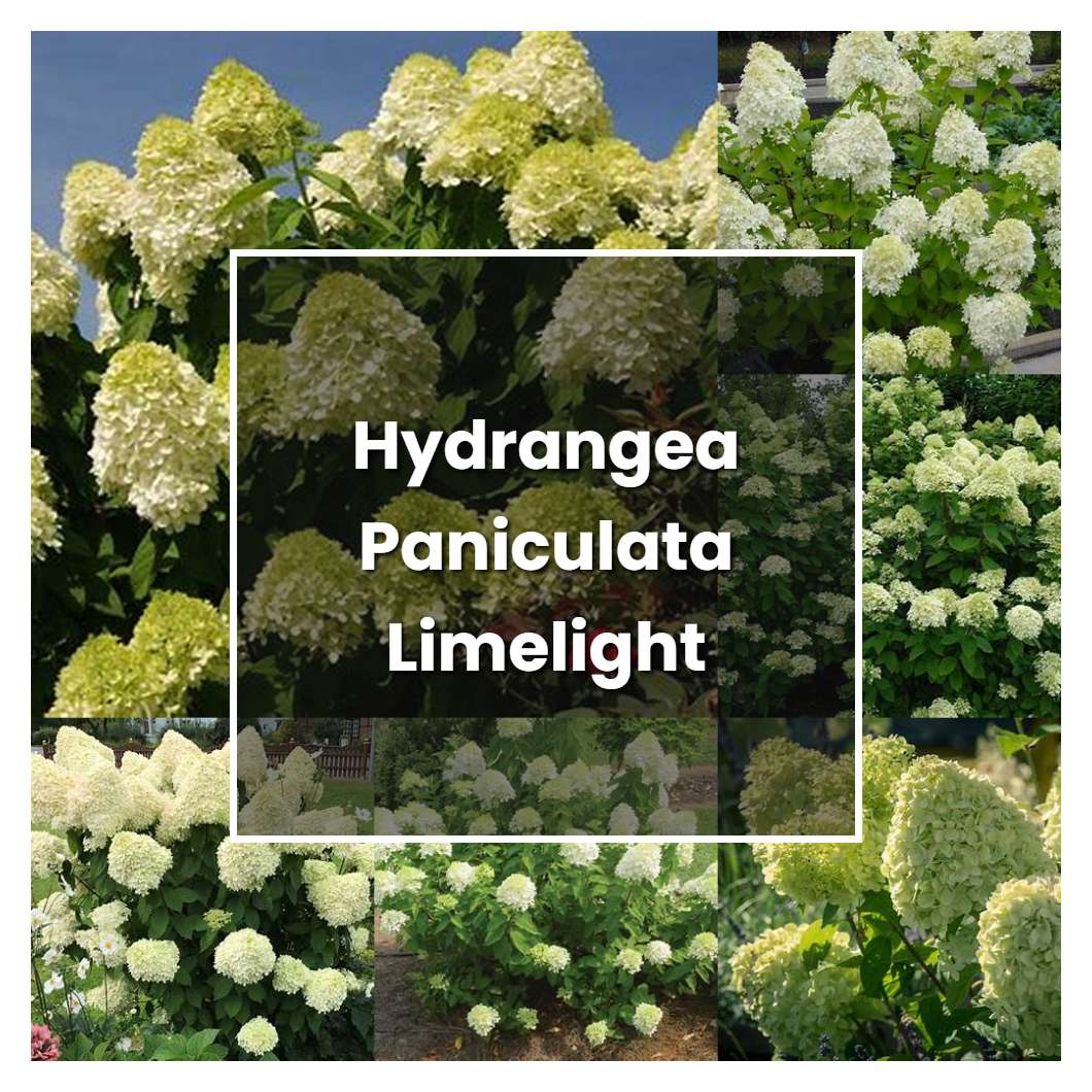 How to Grow Hydrangea Paniculata Limelight - Plant Care & Tips