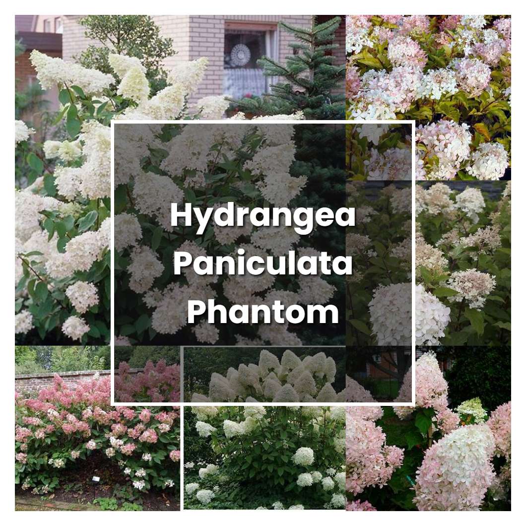 How to Grow Hydrangea Paniculata Phantom - Plant Care & Tips