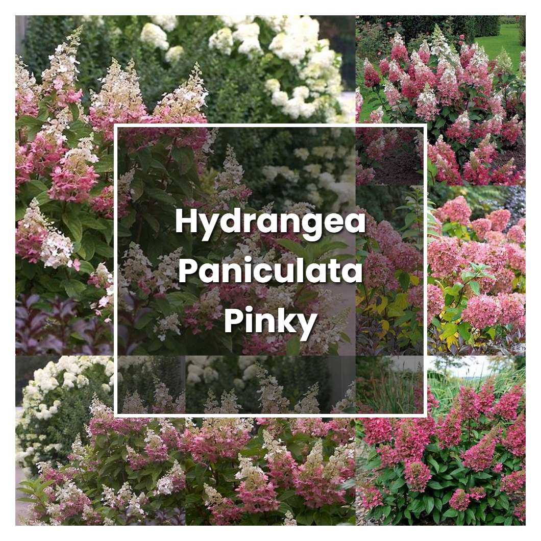 How to Grow Hydrangea Paniculata Pinky Winky - Plant Care & Tips
