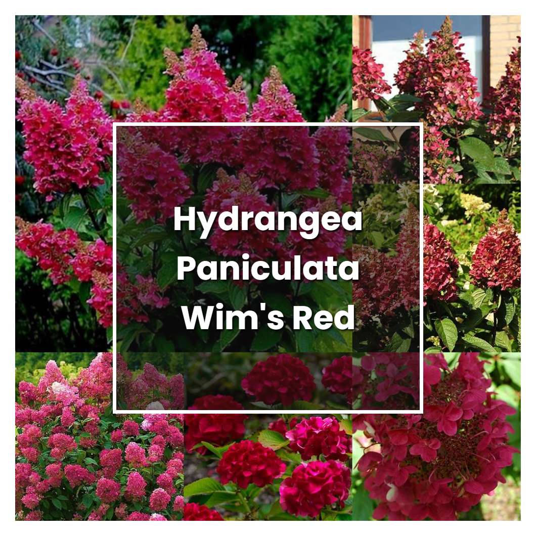 How to Grow Hydrangea Paniculata Wim's Red - Plant Care & Tips
