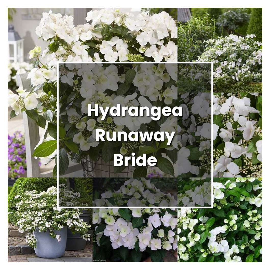How to Grow Hydrangea Runaway Bride - Plant Care & Tips
