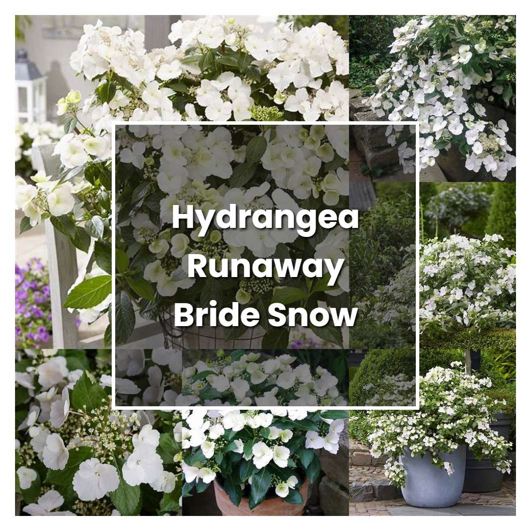 How to Grow Hydrangea Runaway Bride Snow White - Plant Care & Tips
