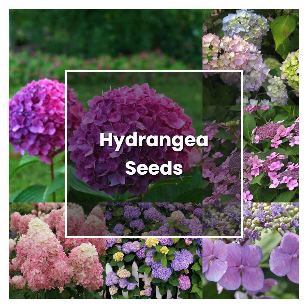 How to Grow Hydrangea Seeds - Plant Care & Tips