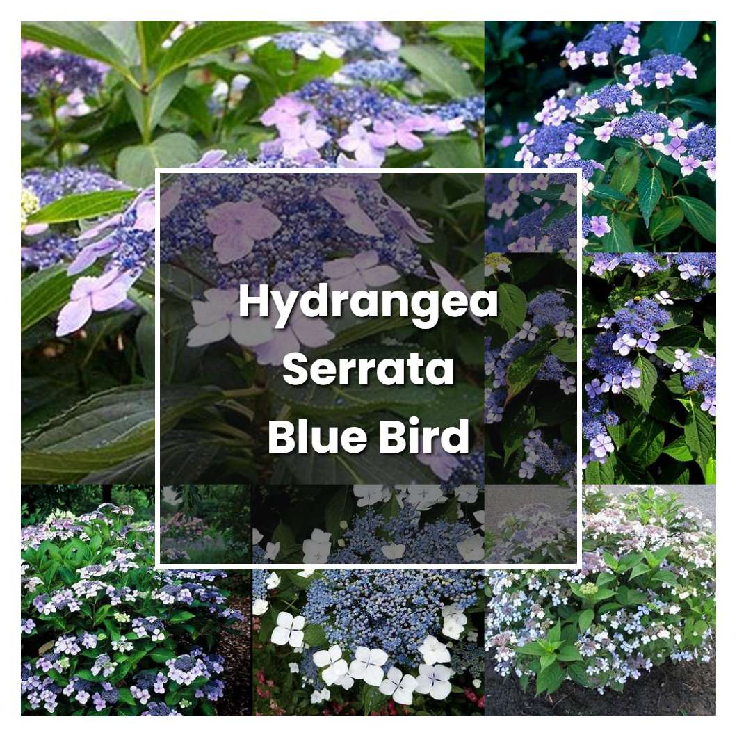 How to Grow Hydrangea Serrata Blue Bird - Plant Care & Tips