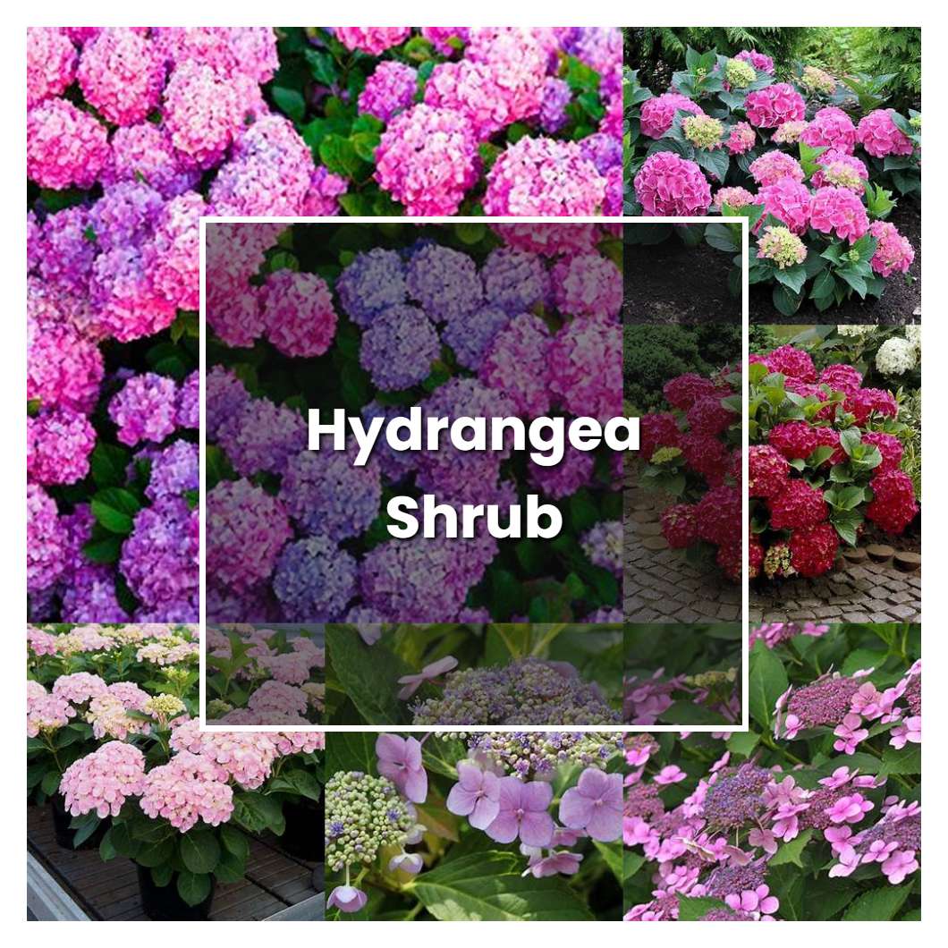 How to Grow Hydrangea Shrub - Plant Care & Tips