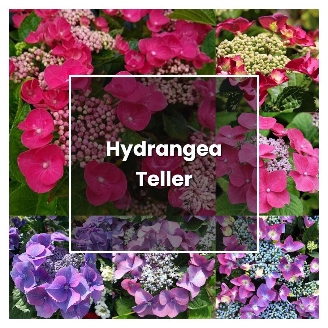 How to Grow Hydrangea Teller - Plant Care & Tips