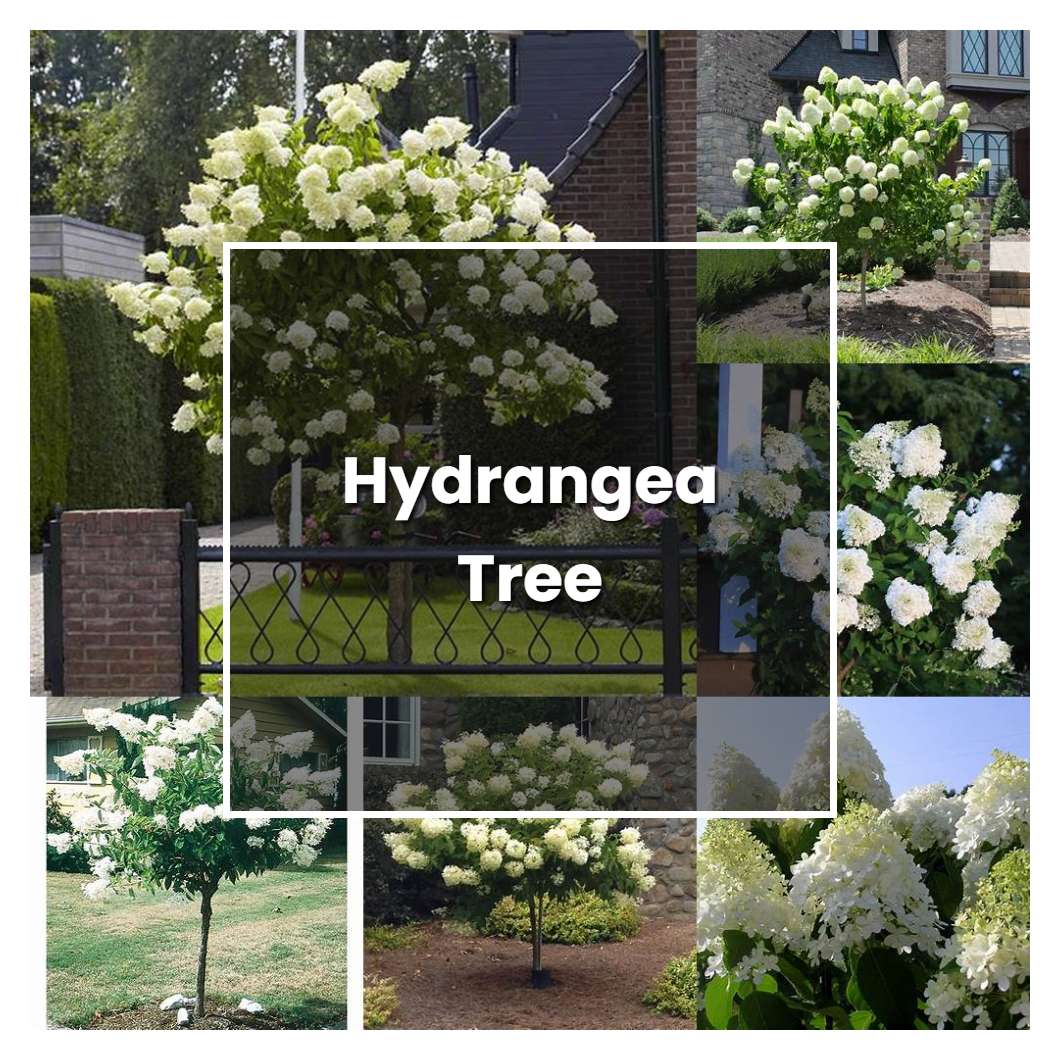 How to Grow Hydrangea Tree - Plant Care & Tips