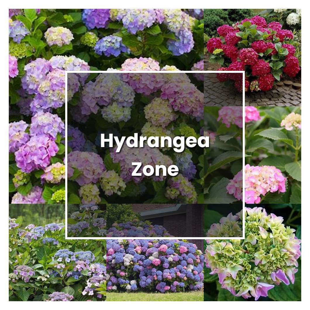 How to Grow Hydrangea Zone - Plant Care & Tips